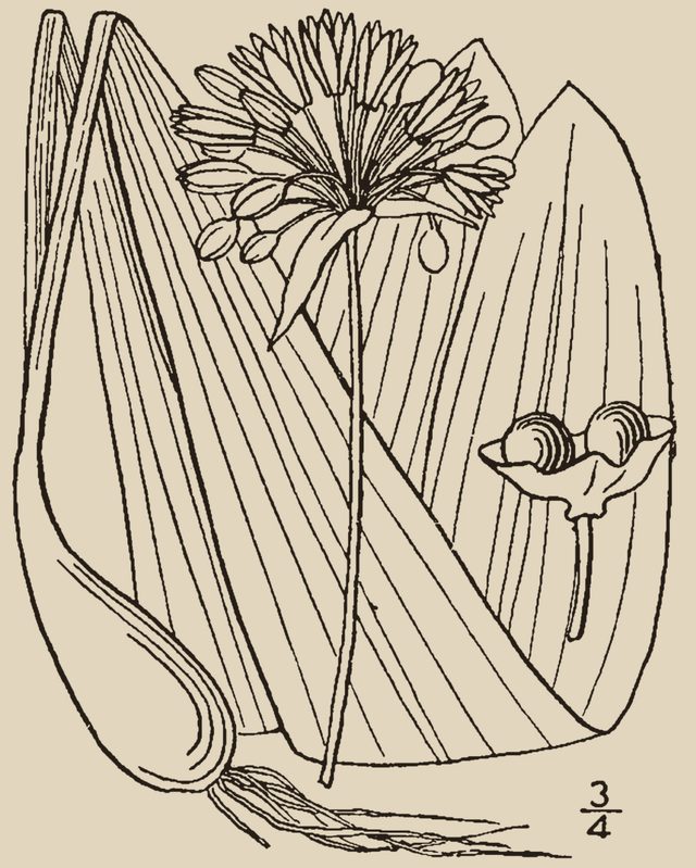 Botanical drawing of the wild leek: broad leaves, flower head and bulb